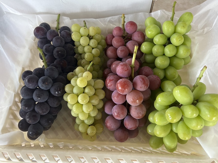 栽培品種の紹介 | 清水ぶどう園